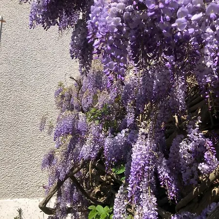 Nocleg ze śniadaniem Maison Latour 3*