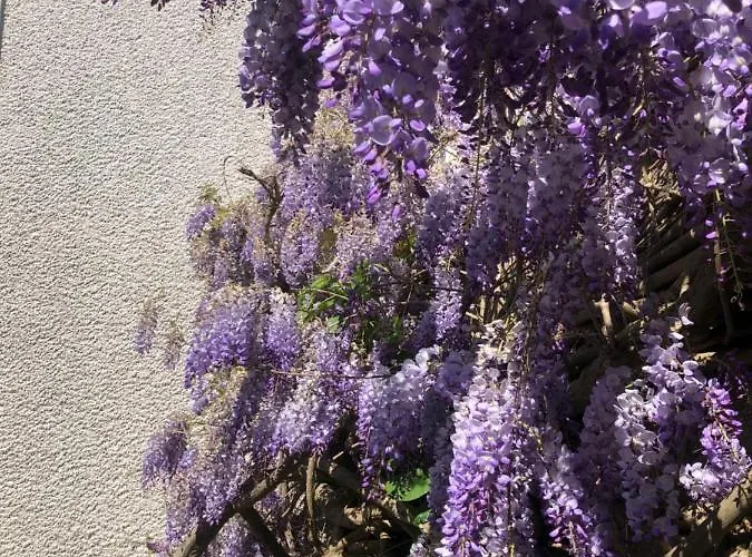 Nocleg ze śniadaniem Maison Latour 3*